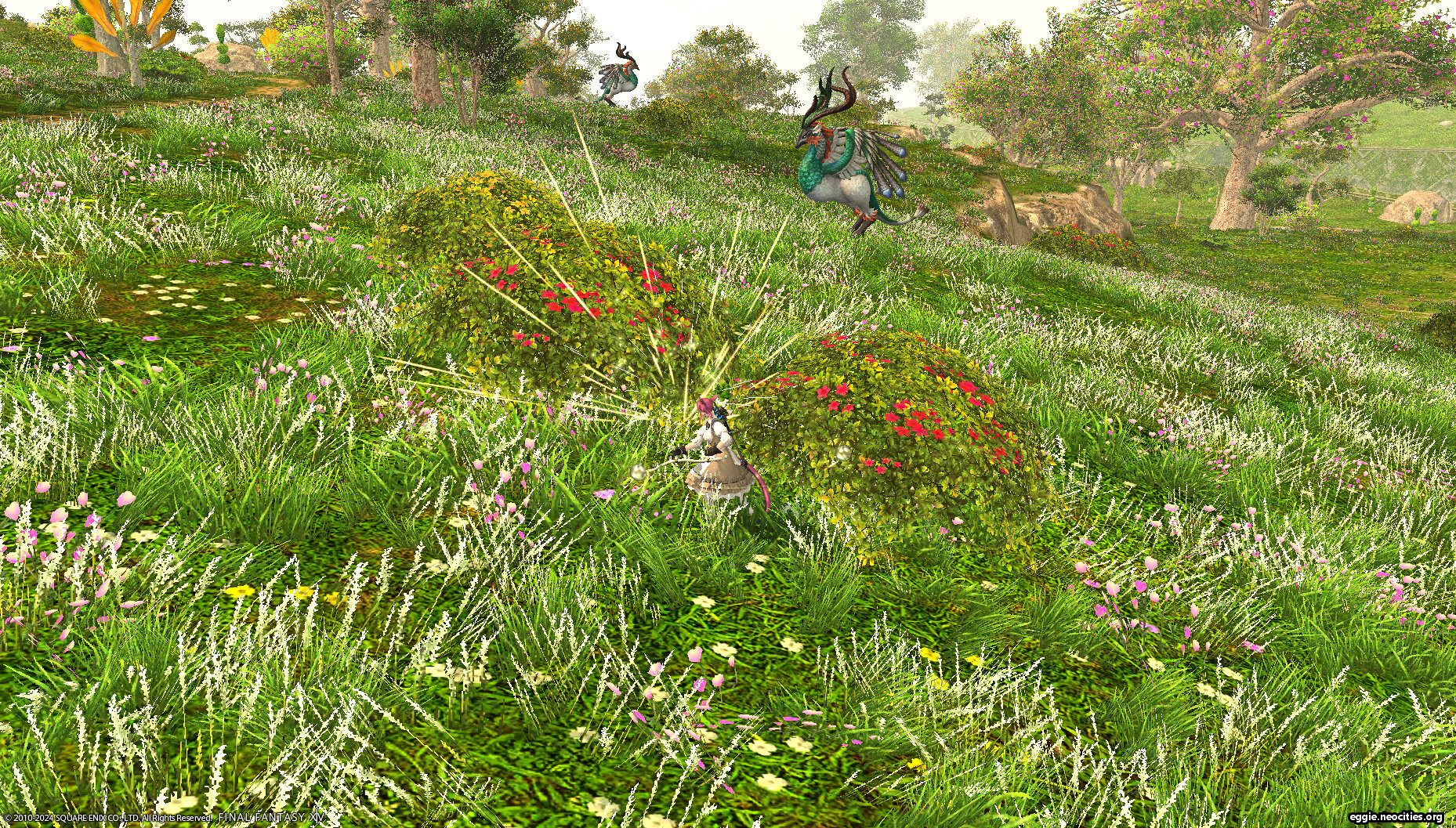 Zel gathering Sideritis leaves in Elpis.