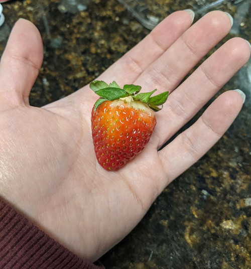A small strawberry sitting in the palm of a hand.